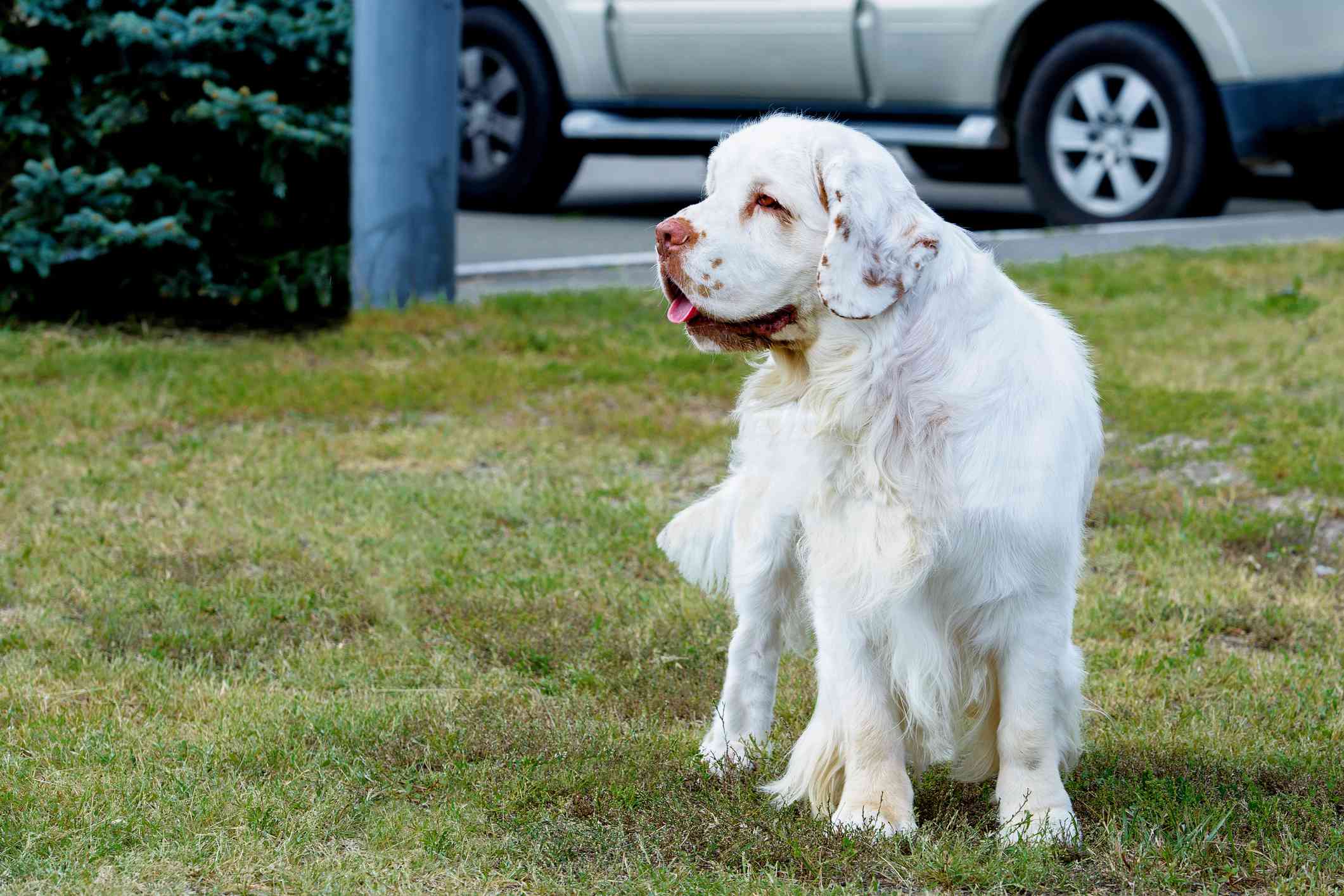 黄毛猎犬