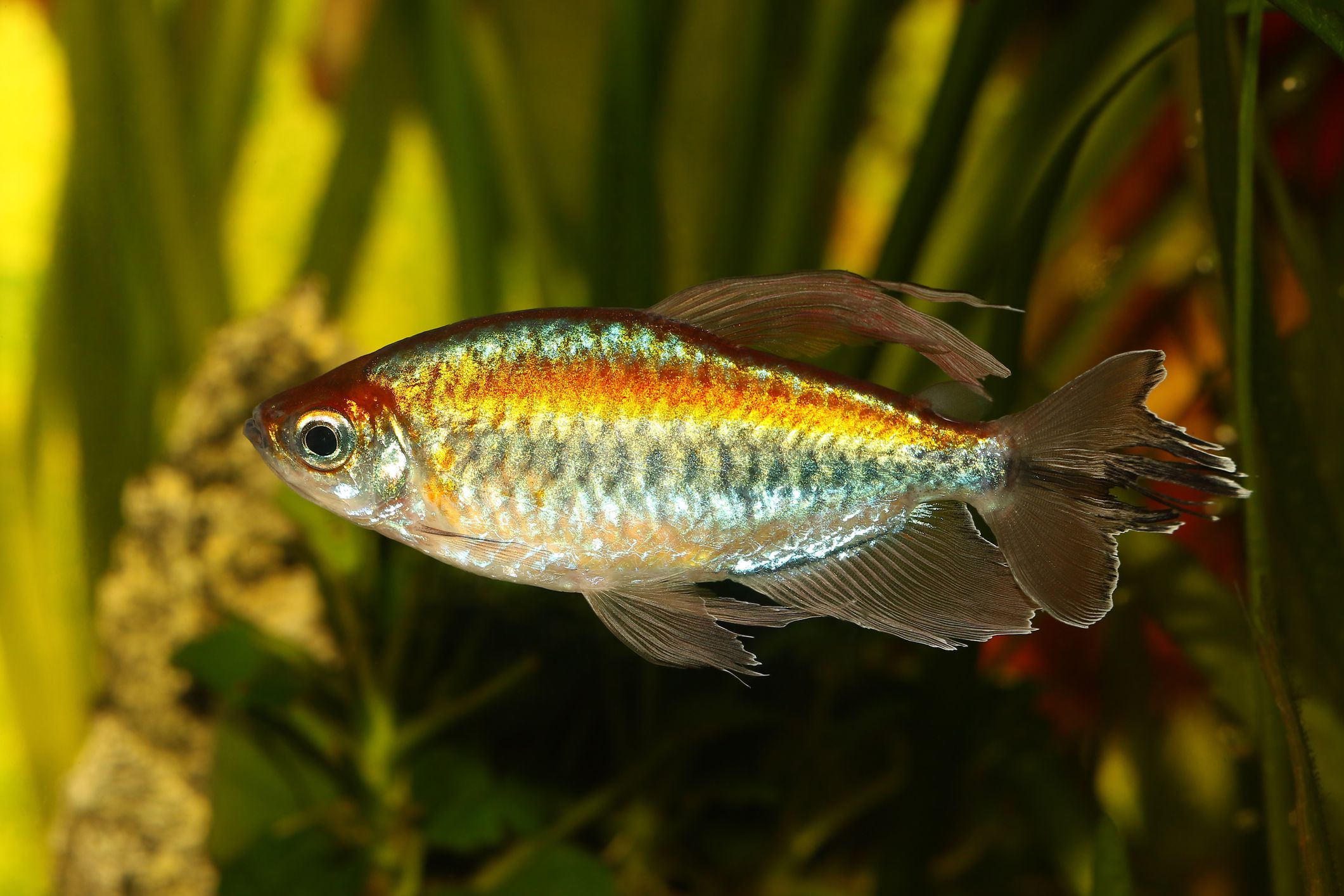 Congo tetra in a planted aquarium