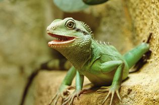 Chinese water dragon on a rock.