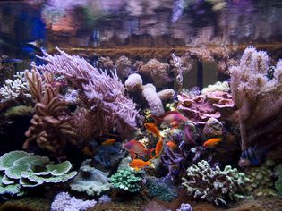 Fish and coral in a saltwater aquarium