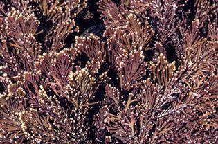 Branches of coralline algae