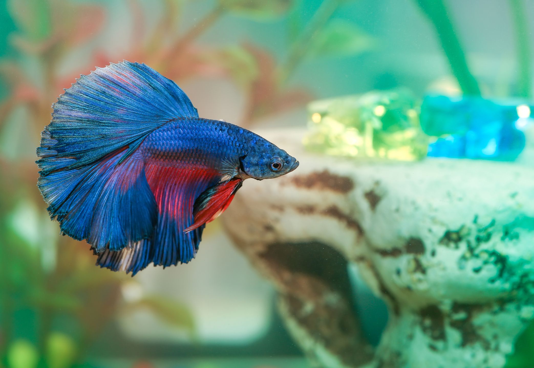 Blue and red betta in fish tank