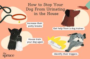 How to Stop Your Dog From Urinating in the House