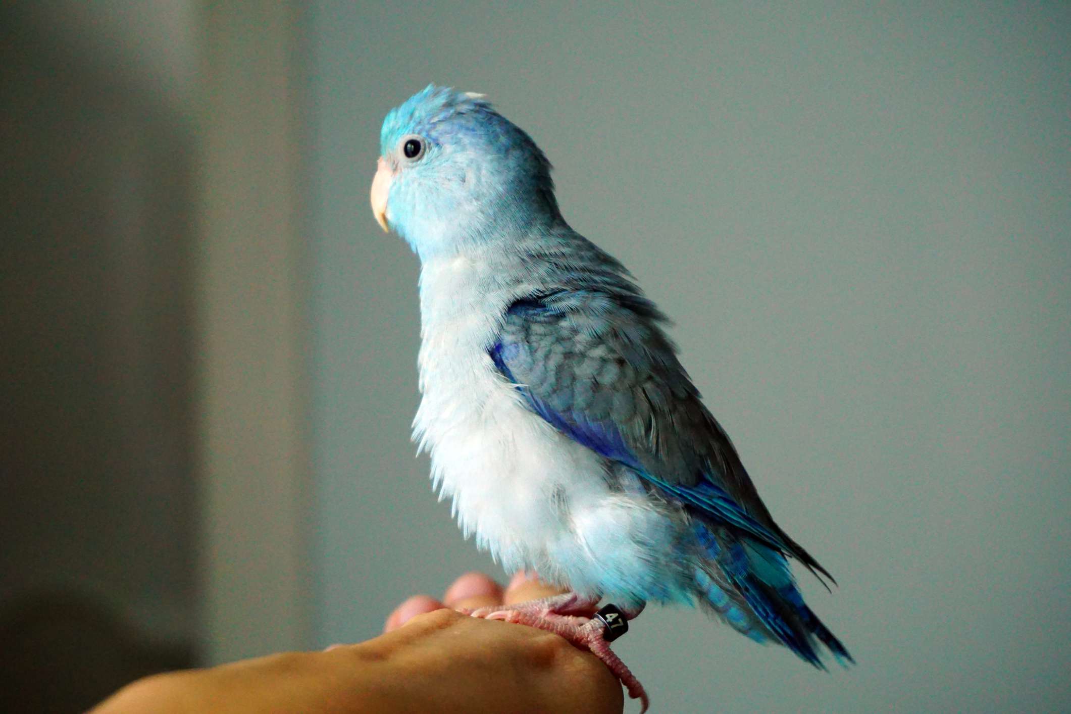 蓝色的太平洋parrotlet