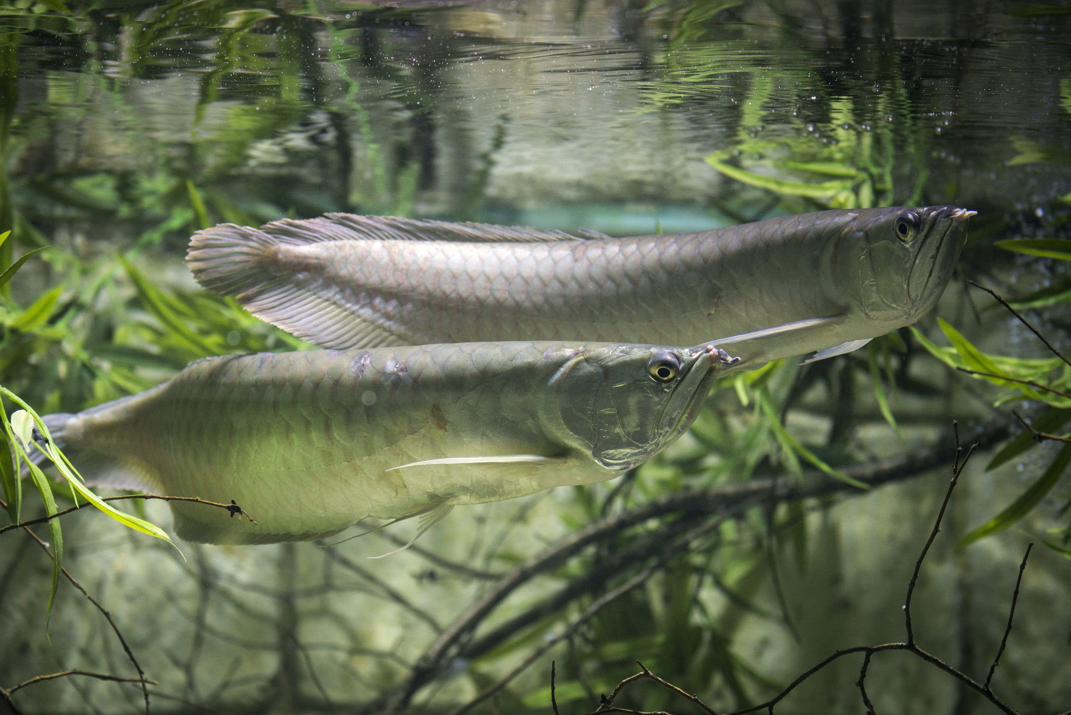 Two silver arowana in a planted aquarium