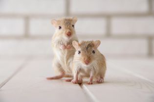 Gerbils standing