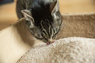 Brown and black cat eating from litter box