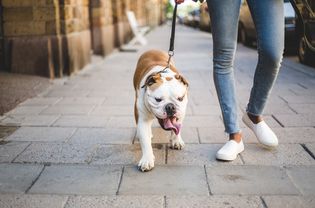 一位妇女在人行道上遛着她的英国斗牛犬