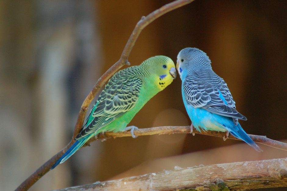 Budgies