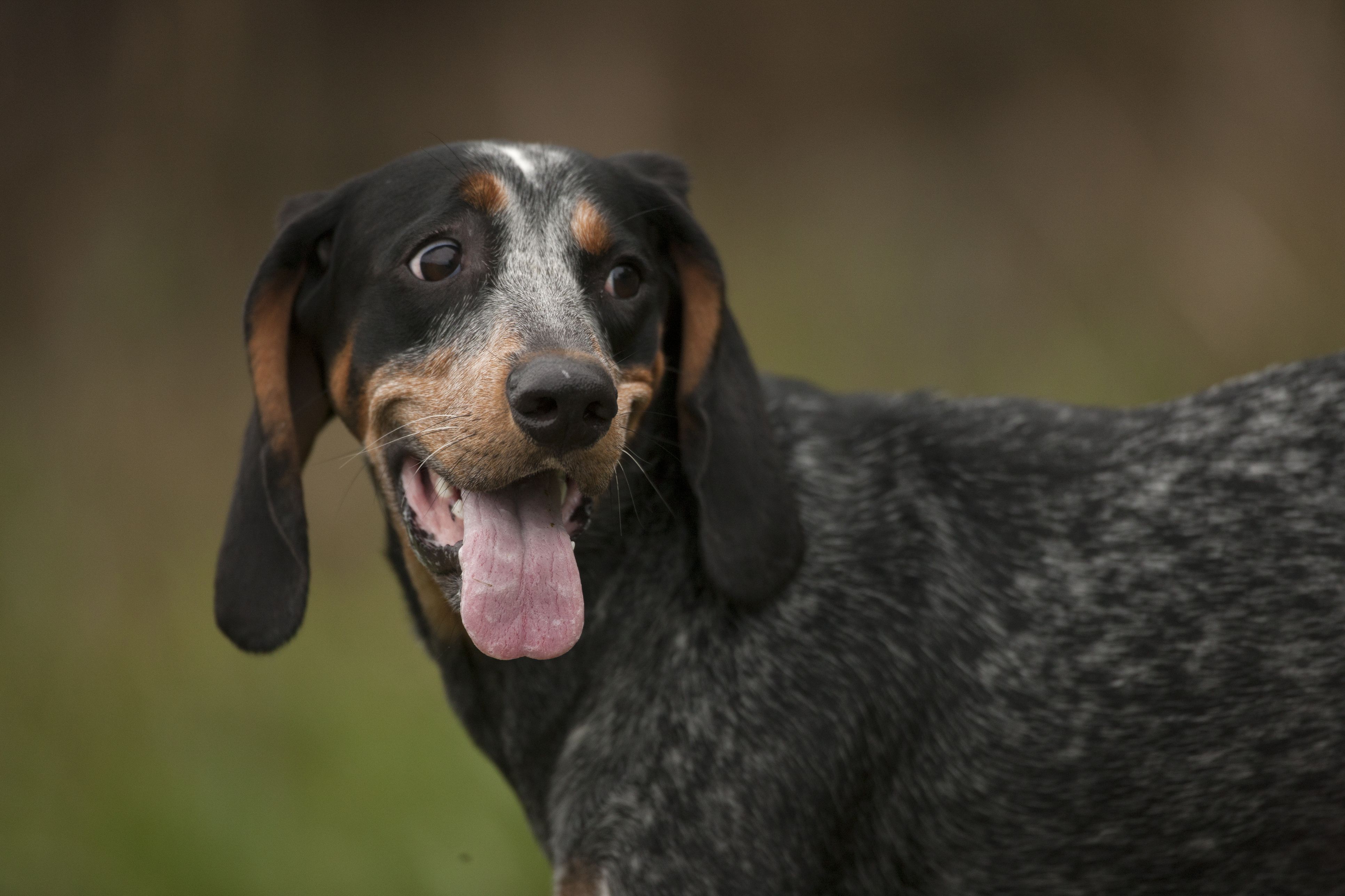 Bluetick coonhound smiling