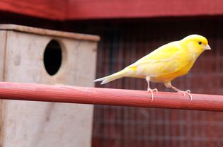 Yellow and white canary