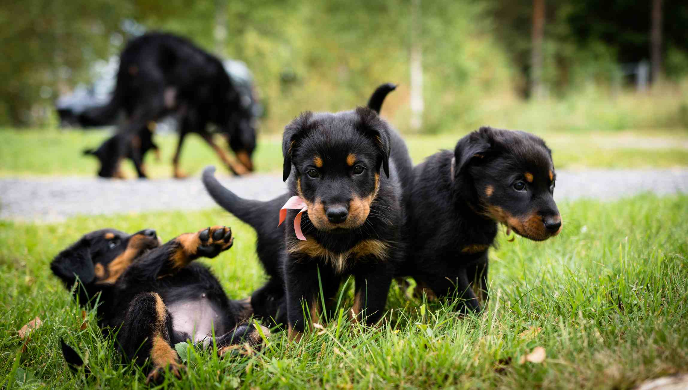 Beauceron小狗