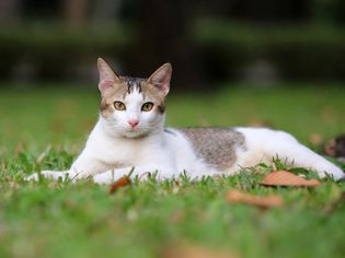 One year old happy cat laying in the park, Vietnam