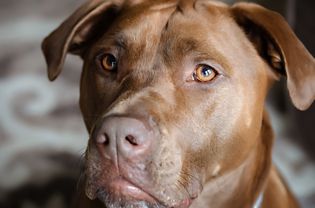 巧克力色拉布拉多猎犬抬头看着人