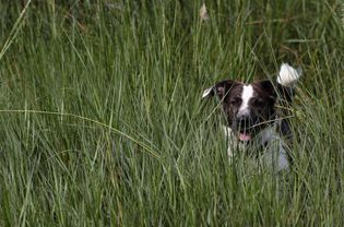 Puppy in the grass