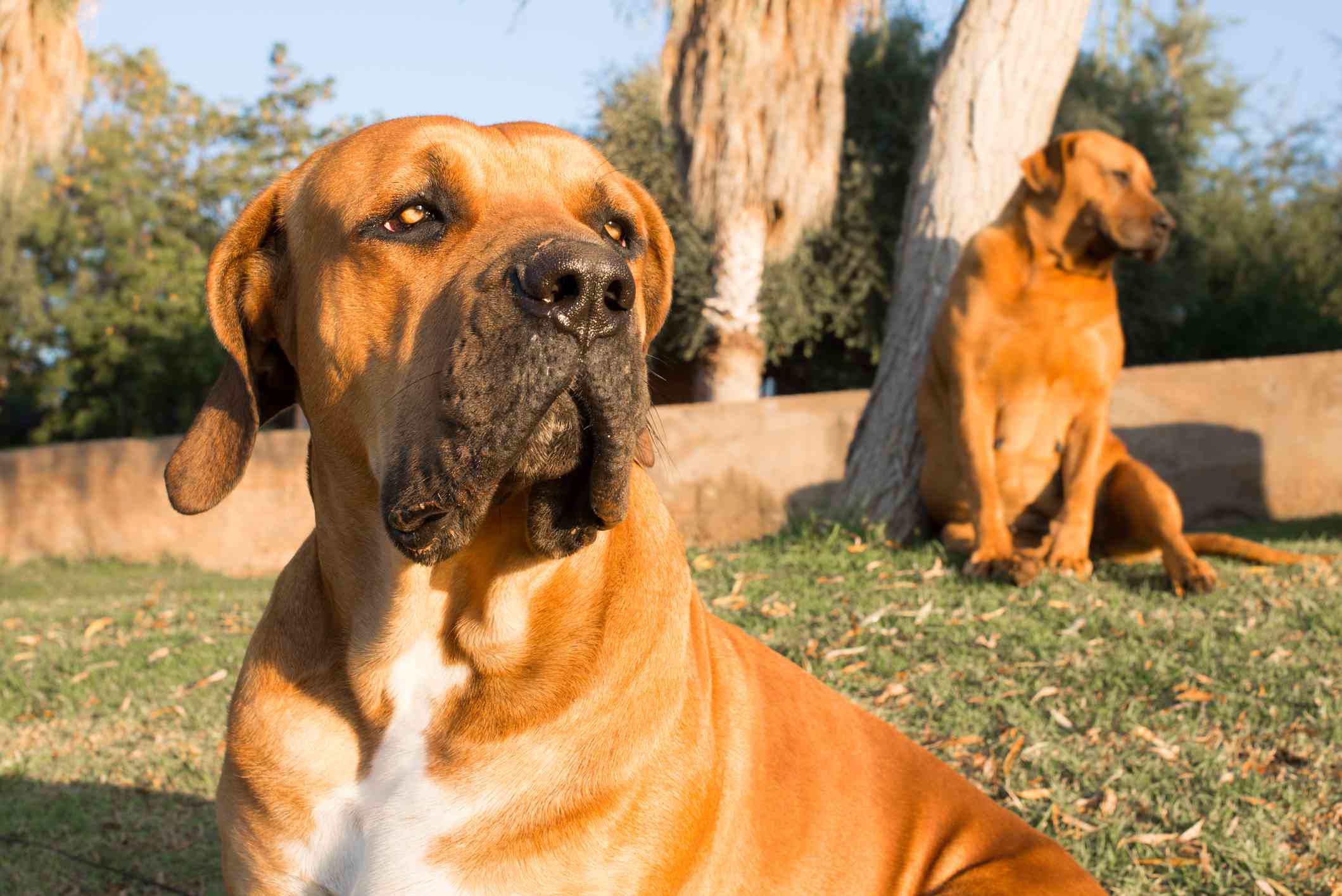 Boerboel坐在外面