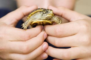 hands holding a small tortoise