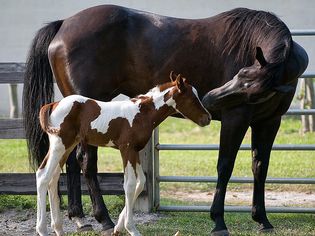 Mare looking at her colt