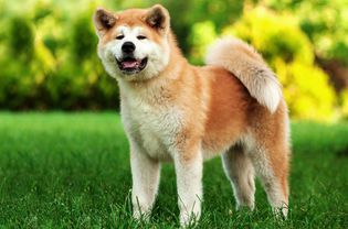 Standing side profile of an Akita Inu dog in the grass