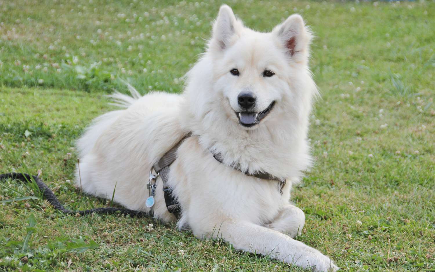 Eurasier