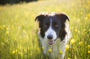 A Border Collie in a field of flowers.