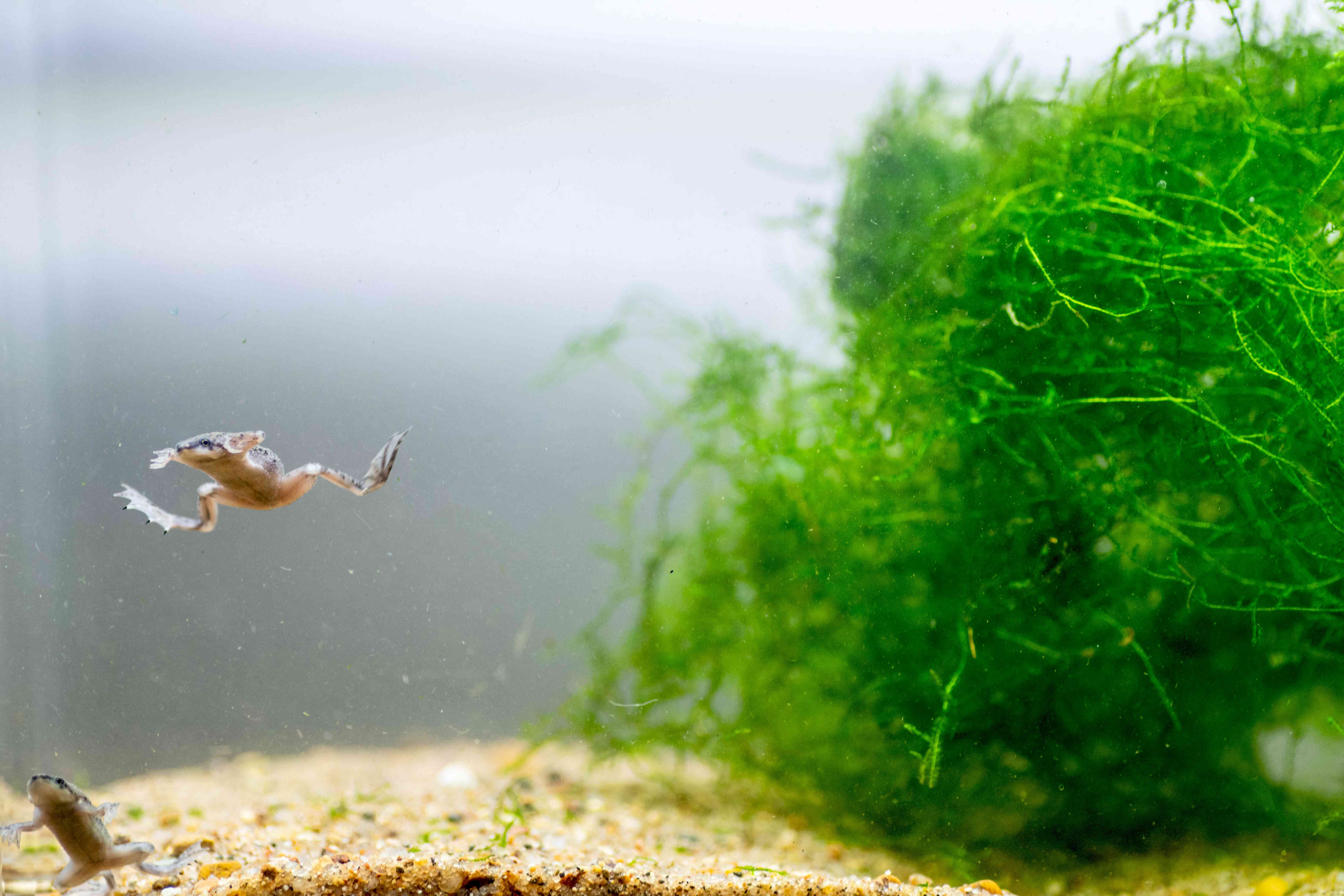 矮爪蛙在有水下树叶的水族箱里游泳