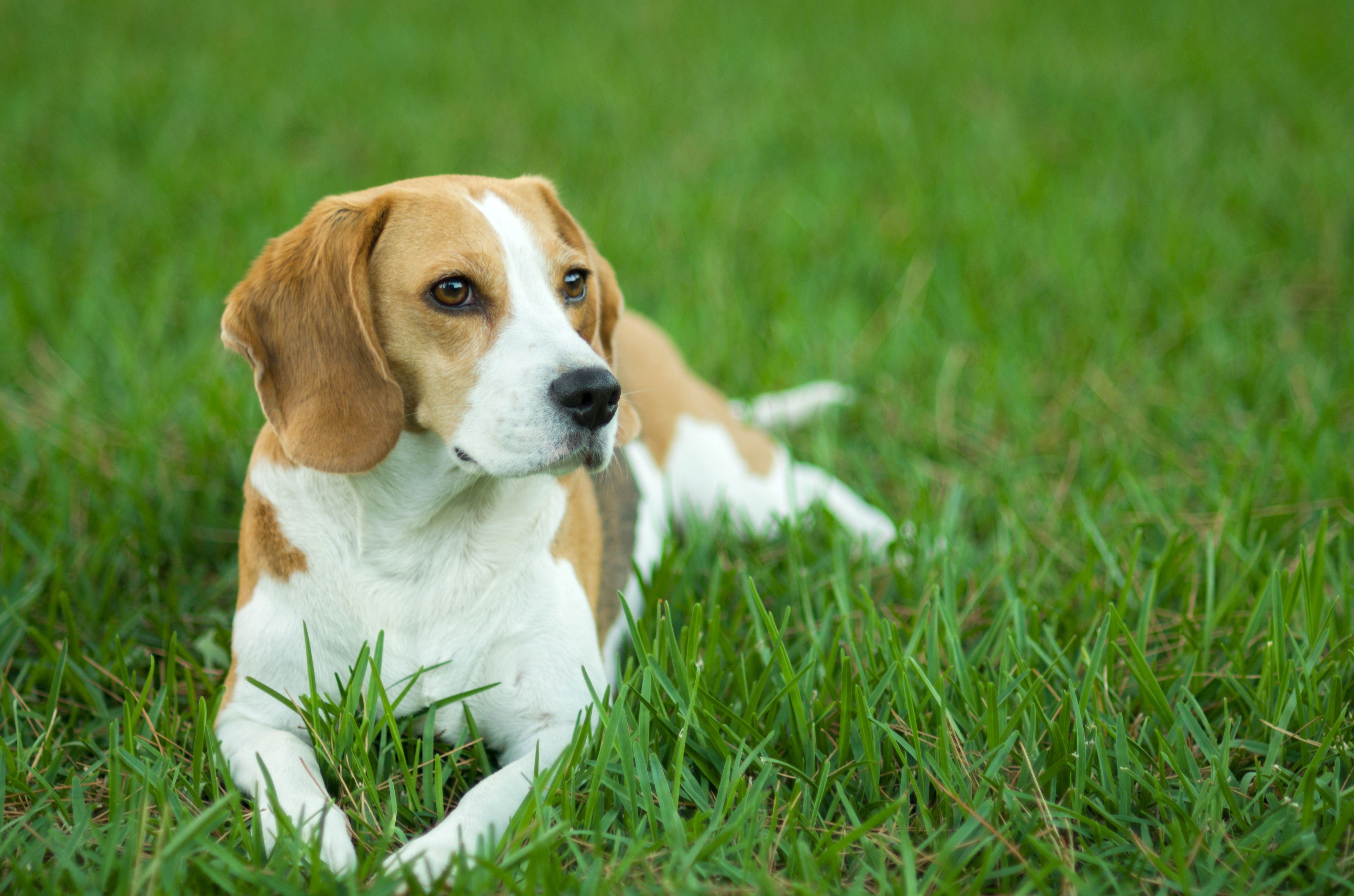 小猎犬躺在草坪上