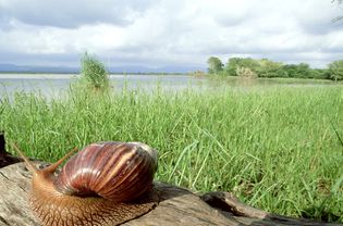 巨大的非洲陆地蜗牛:achatina achatina mkuze zulu