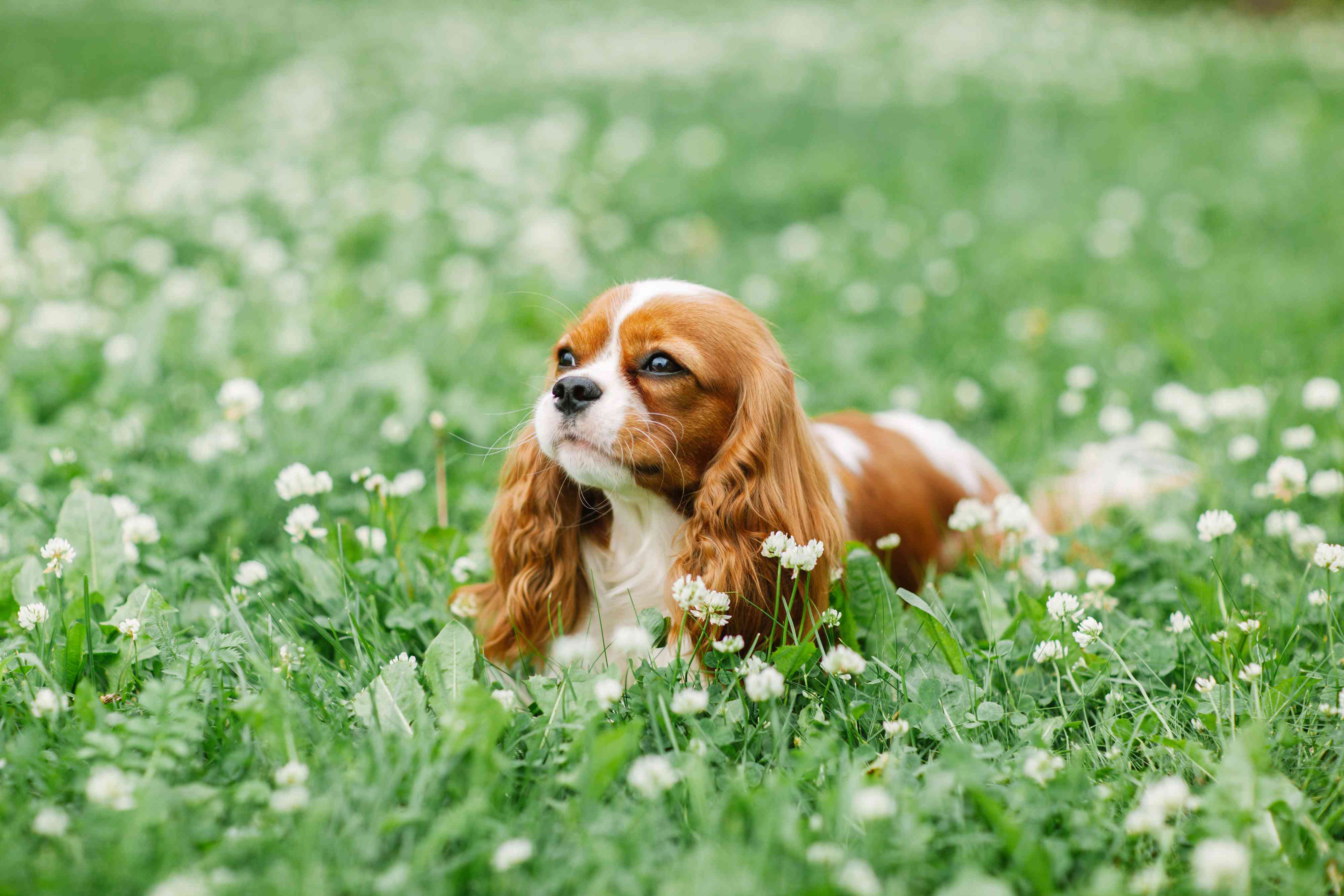 骑士查理王猎犬