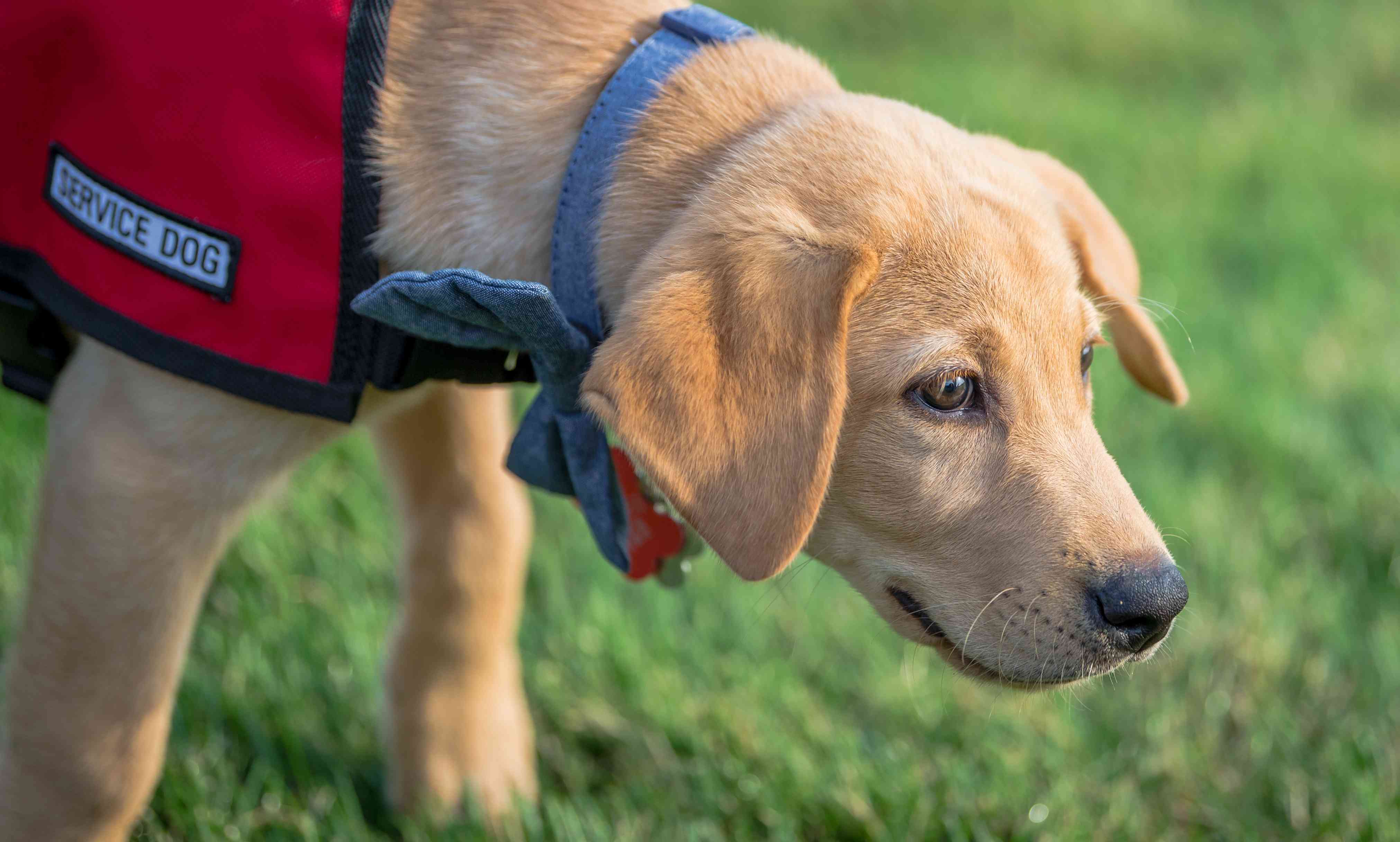 穿着服务犬背心的黄色拉布拉多