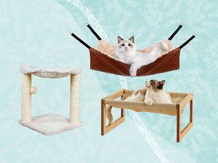 Cat hammocks we recommend on a blue background