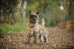 Cairn Terrier