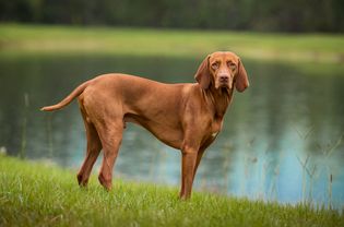 Vizsla standing in front of water