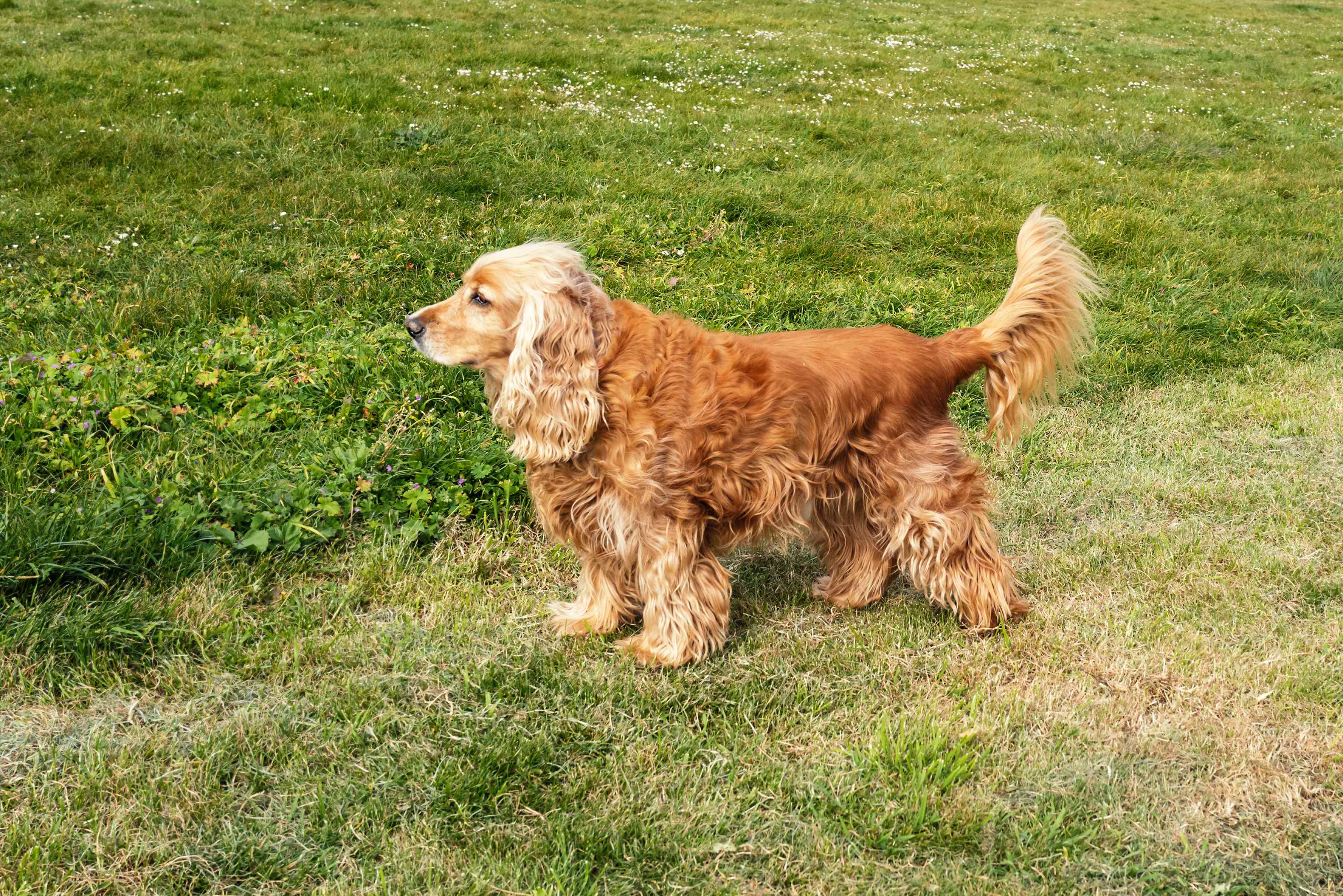 可卡犬侧面站在草地上