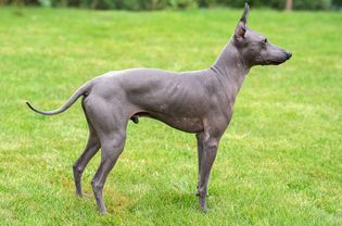 Gray American hairless terrier standing on grass in profile