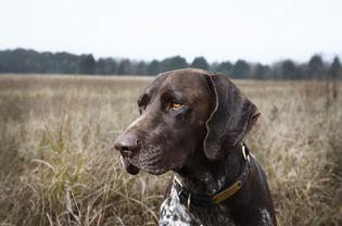 放线菌感染犬、狐尾草等牧草芒