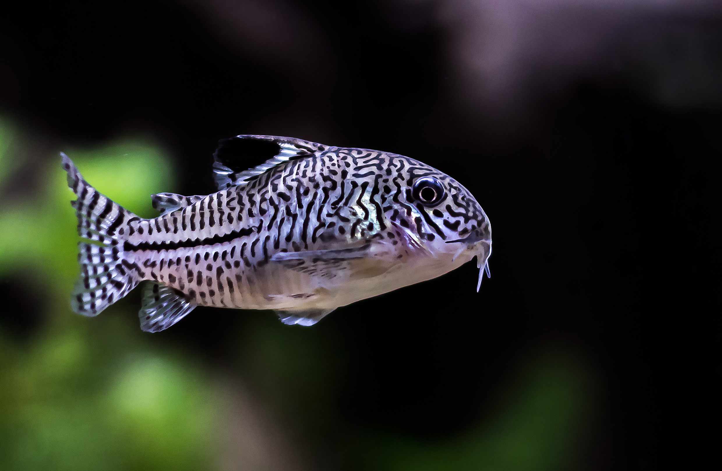 三只条纹堇在水族馆里游泳