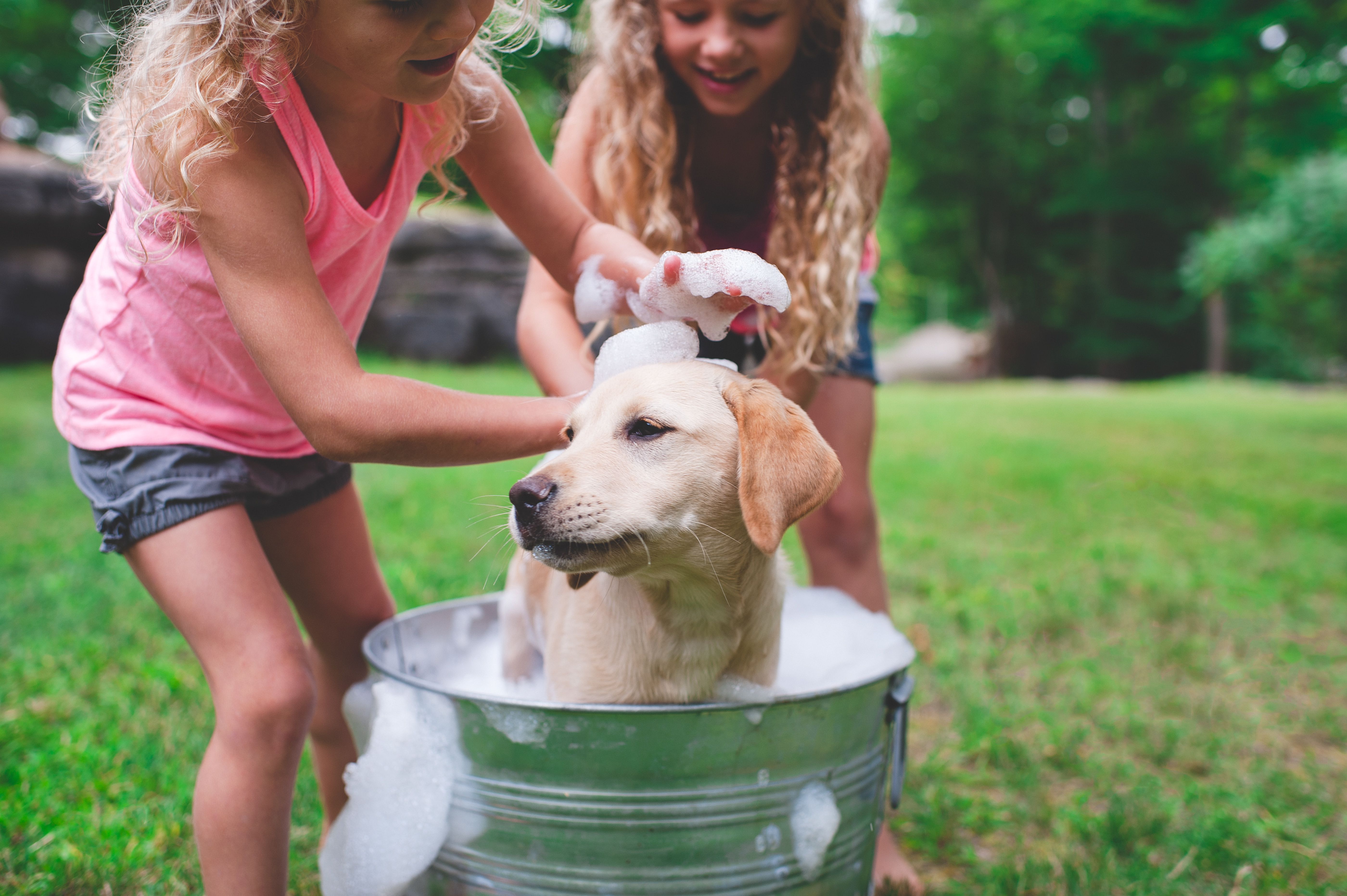 Two sisters bathing pet Labrador retriever puppy