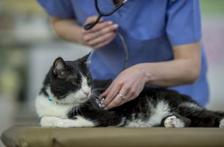 heart disease in cats