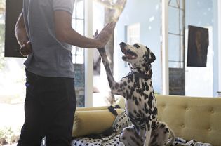 训练达尔马提亚犬