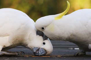 Sulphur-crested Cockatoos fighting, Dandenong Ranges, Victoria, Australia