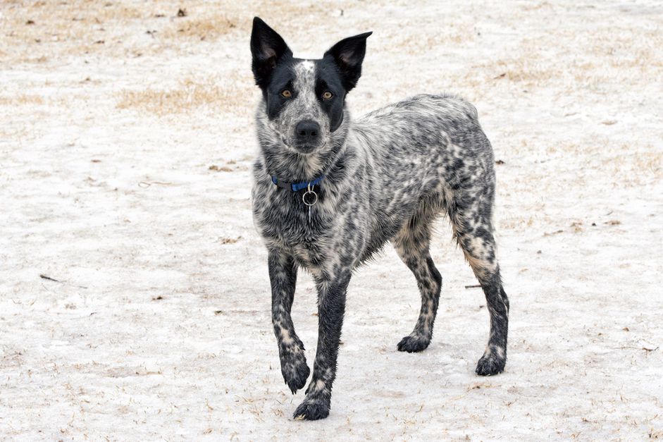 站在外面的德州猎犬