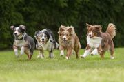 four dogs running in a row