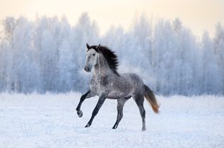 灰色的安达卢西亚人在雪地围场慢跑