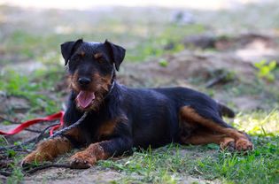 Jagdterrier lying in the grass.