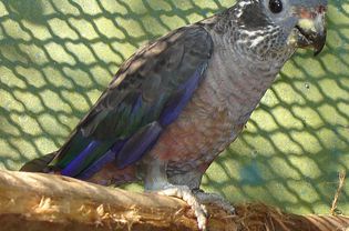 Pionus Fuscus