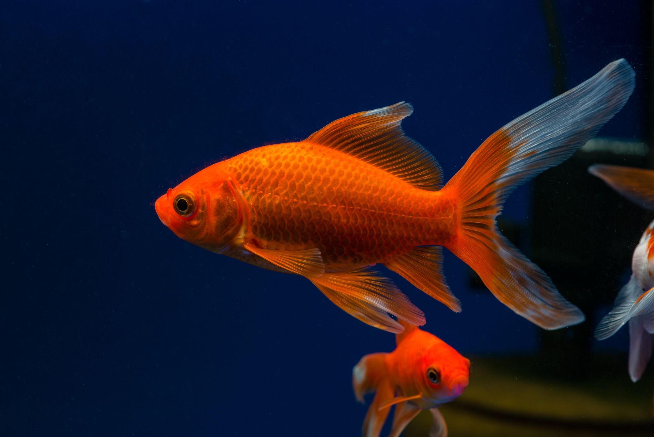 Goldfish in an aquarium