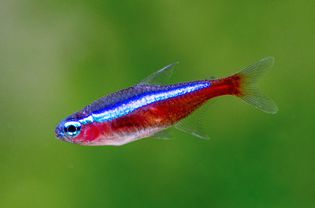 Cardinal tetra fish with shiny blue scales on top half and red scales on bottom half