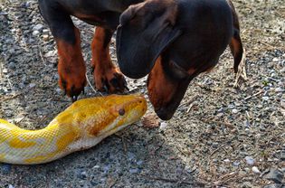 Python and dog