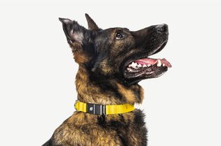 Fi gps smart dog collar